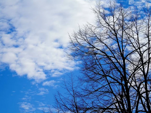 Piękny Panoramiczny Widok Drzewa Niesamowitym Niebem Chmury Tle Zimowe Dni — Zdjęcie stockowe