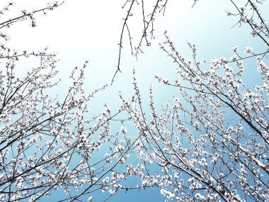 Doğanın güzel çiçekli ve soyut arka planı. Çiçek açan kayısı makrosu dalları hafif açık mavi gökyüzü arka planına odaklanmış. Paskalya ve bahar tebrik kartları için.