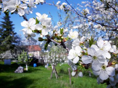 Doğanın güzel çiçekli ve soyut arka planı. Çiçek açan kayısı makrosu dalları hafif açık mavi gökyüzü arka planına odaklanmış. Paskalya ve bahar tebrik kartları için.