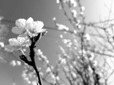 Doğanın güzel çiçekli ve soyut arka planı. Çiçek açan kayısı makrosu dalları hafif açık mavi gökyüzü arka planına odaklanmış. Paskalya ve bahar tebrik kartları için.