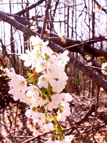美丽的植物春天是大自然的抽象背景 开着的杏树的分枝 软硬地集中在柔和的浅蓝色天空背景上 复活节和春季贺卡 — 图库照片