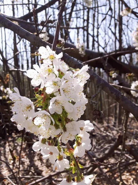 Bella Primavera Floreale Sfondo Astratto Della Natura Rami Fioritura Macro — Foto Stock