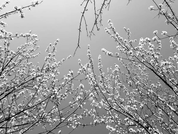 Bella Primavera Floreale Sfondo Astratto Della Natura Rami Fioritura Macro — Foto Stock