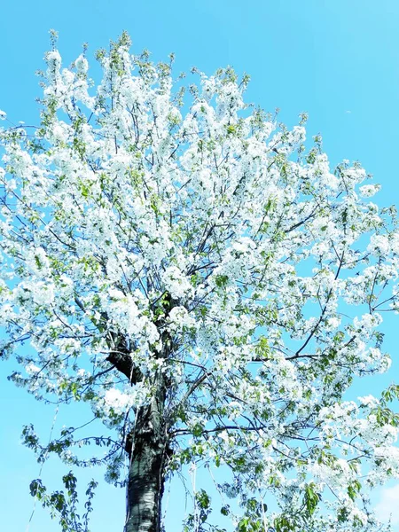 Piękny Kwiatowy Wiosna Abstrakcyjny Tło Przyroda Gałęzie Kwitnącego Makra Morelowego — Zdjęcie stockowe