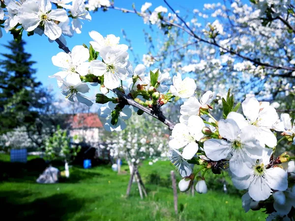 自然の美しい花の春の抽象的な背景 優しい光の青い空の背景に柔らかい焦点を当てたアプリコットマクロの開花の枝 イースターと春のグリーティングカードの場合 — ストック写真