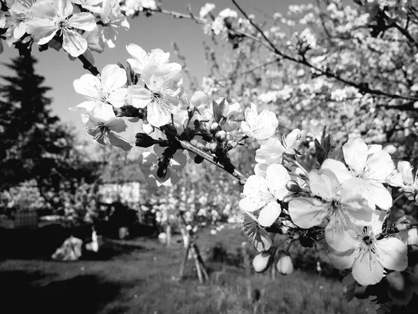 Bella Primavera Floreale Sfondo Astratto Della Natura Rami Fioritura Macro — Foto Stock