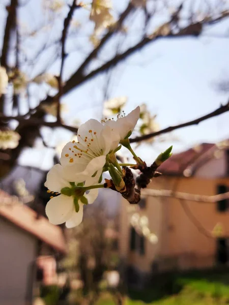 自然の美しい花の春の抽象的な背景 優しい光の青い空の背景に柔らかい焦点を当てたアプリコットマクロの開花の枝 イースターと春のグリーティングカードの場合 — ストック写真