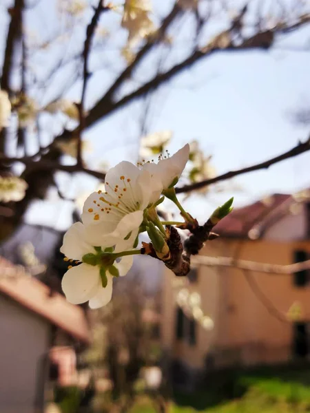 Doğanın Güzel Çiçekli Soyut Arka Planı Çiçek Açan Kayısı Makrosu — Stok fotoğraf