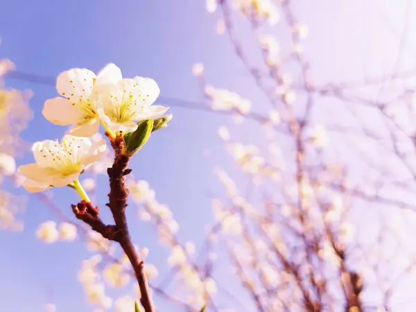 Bella Primavera Floreale Sfondo Astratto Della Natura Rami Fioritura Macro — Foto Stock