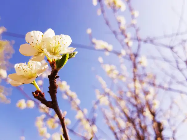 Krásné Květinové Jaro Abstraktní Pozadí Přírody Větve Kvetoucího Meruňkového Makra — Stock fotografie