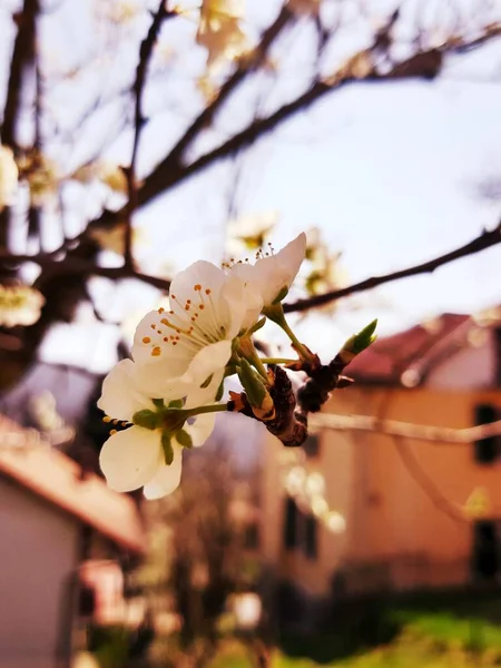 Прекрасний Квітковий Весняний Абстрактний Фон Природи Гілки Квітучого Абрикосового Макросу — стокове фото