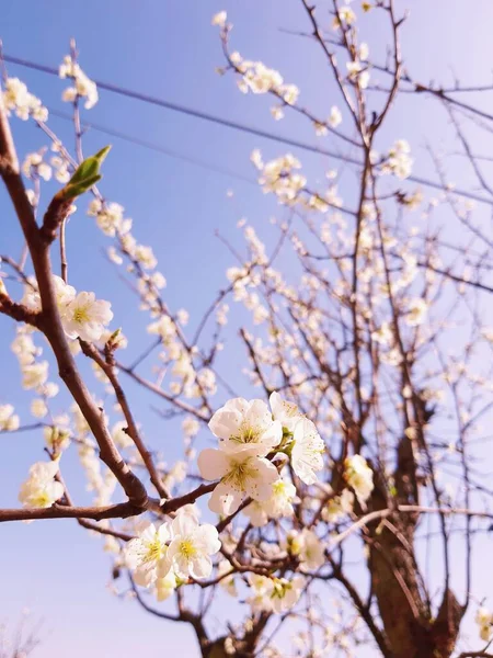 Schöne Blumen Frühling Abstrakten Hintergrund Der Natur Zweige Des Blühenden — Stockfoto