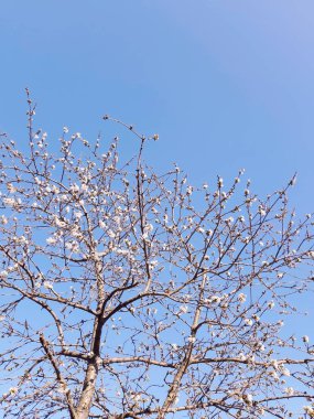 Köydeki ağaçların silueti. Kış günlerinde renkler ve siyah beyaz versiyonu..