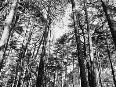 Köydeki ağaçların silueti. Kış günlerinde renkler ve siyah beyaz versiyonu..