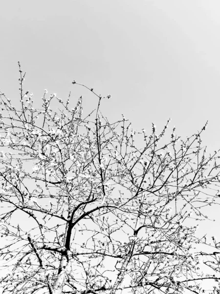 Силуэт Деревьев Деревне Зимние Дни Цветах Черно Белом Варианте — стоковое фото