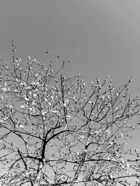Silhueta Árvores Aldeia Dias Inverno Cores Versão Preto Branco — Fotografia de Stock