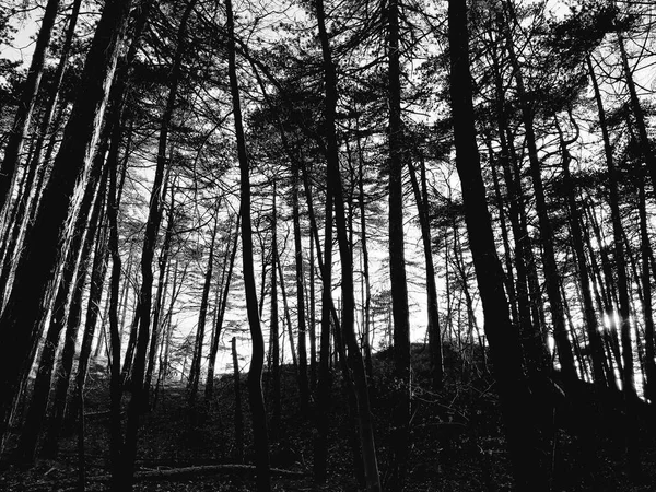 Silhouette of trees in the village in winter days in colours and in black and white version.