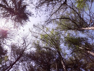 Köydeki ağaçların silueti. Kış günlerinde renkler ve siyah beyaz versiyonu..