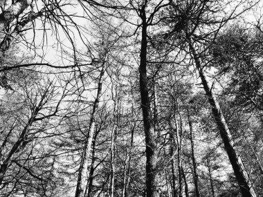 Köydeki ağaçların silueti. Kış günlerinde renkler ve siyah beyaz versiyonu..