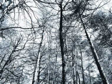 Köydeki ağaçların silueti. Kış günlerinde renkler ve siyah beyaz versiyonu..