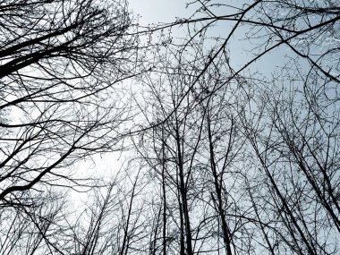 Köydeki ağaçların silueti. Kış günlerinde renkler ve siyah beyaz versiyonu..
