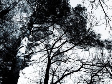 Köydeki ağaçların silueti. Kış günlerinde renkler ve siyah beyaz versiyonu..