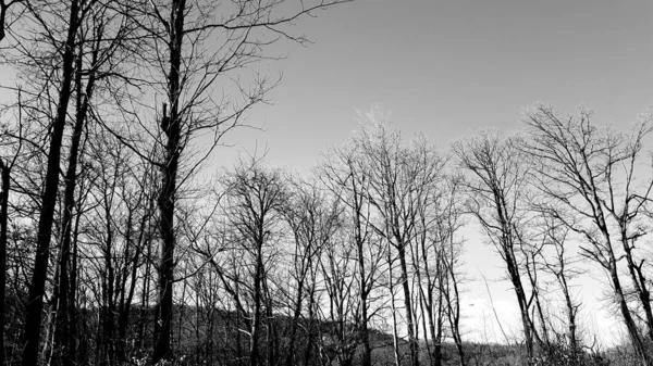 Silhouette of trees in the village in winter days in colours and in black and white version.