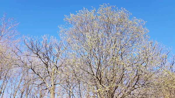 Silhueta Árvores Aldeia Dias Inverno Cores Versão Preto Branco — Fotografia de Stock