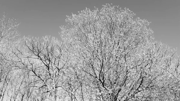 Silhouette of trees in the village in winter days in colours and in black and white version.