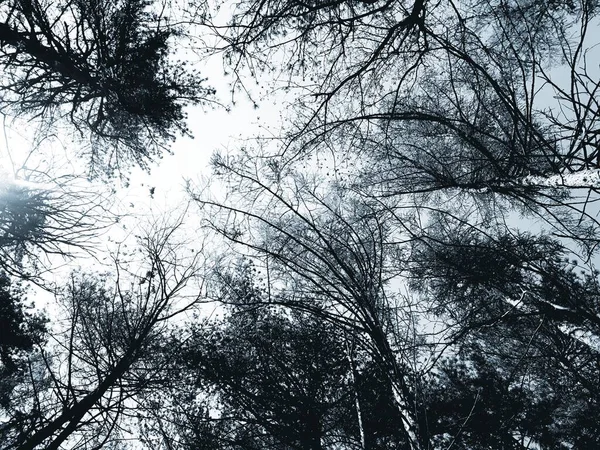 冬の日に村の木々のシルエット色と黒と白のバージョンで — ストック写真