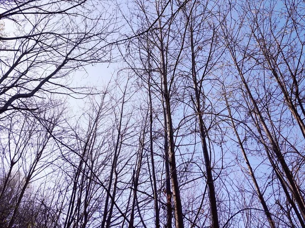 村里冬季树木的彩色和黑白相间的轮廓 — 图库照片