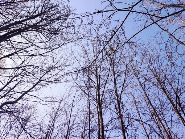 Köydeki Ağaçların Silueti Kış Günlerinde Renkler Siyah Beyaz Versiyonu — Stok fotoğraf