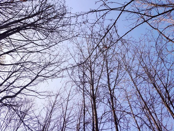 Silhouette Des Arbres Dans Village Hiver Couleurs Version Noir Blanc — Photo