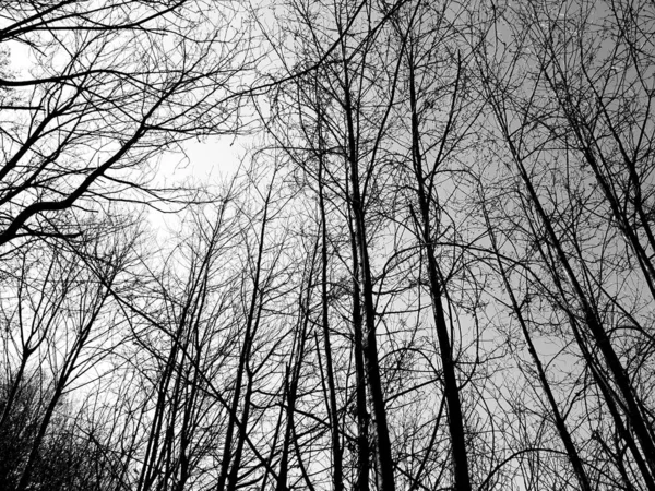 Silhouette Der Bäume Dorf Wintertagen Farben Und Schwarz Weißer Ausführung — Stockfoto