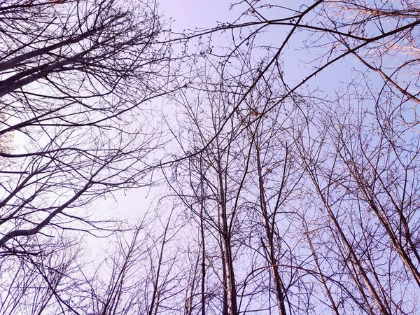 겨울에 마을에서 검은색 어우러진 나무의 실루엣 — 스톡 사진