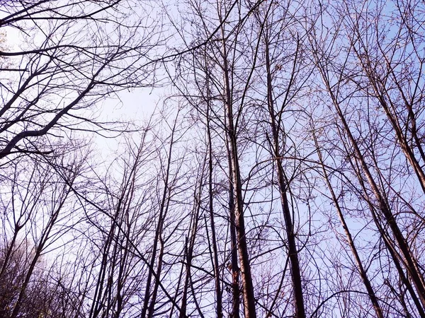 Silhouette of trees in the village in winter days in colours and in black and white version.