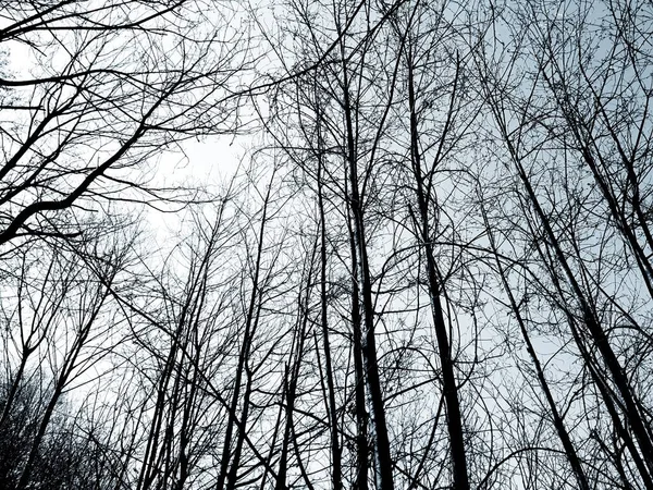 Sylwetka Drzew Wsi Zimowe Dni Kolorach Wersji Czarno Białej — Zdjęcie stockowe