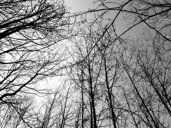 村里冬季树木的彩色和黑白相间的轮廓 — 图库照片