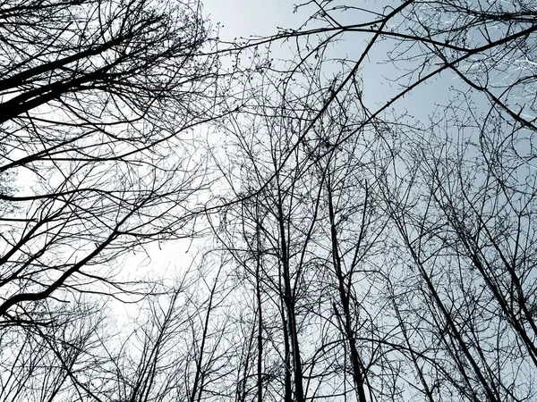 Silhouette Des Arbres Dans Village Hiver Couleurs Version Noir Blanc — Photo