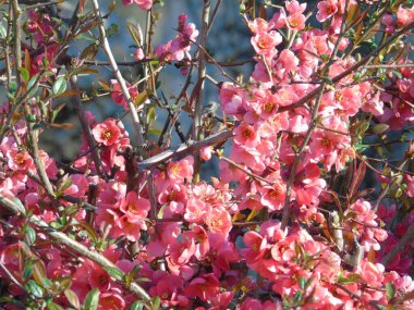 Cenova, İtalya - 03 / 22 / 2020: İtalyan köylerinde ilkbaharın ilk günlerinde kiraz ağacının üzerindeki güzel renkli çiçekler.