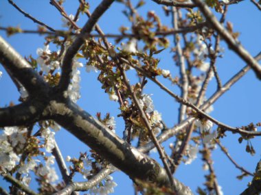 Cenova, İtalya - 03 / 22 / 2020: İtalyan köylerinde ilkbaharın ilk günlerinde kiraz ağacının üzerindeki güzel renkli çiçekler.