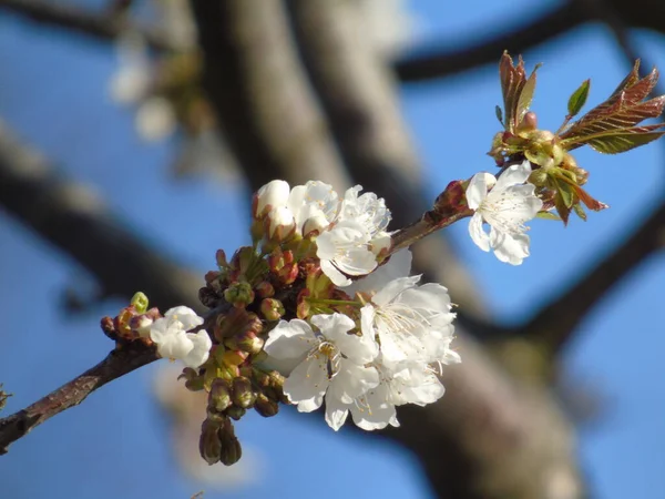 Gênes Italie 2020 Belles Fleurs Colorées Sur Cerisier Dans Les — Photo