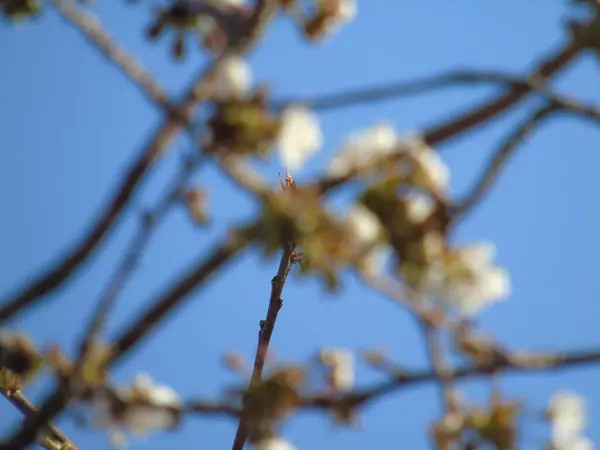 Cenova Talya 2020 Talyan Köylerinde Ilkbaharın Ilk Günlerinde Kiraz Ağacının — Stok fotoğraf
