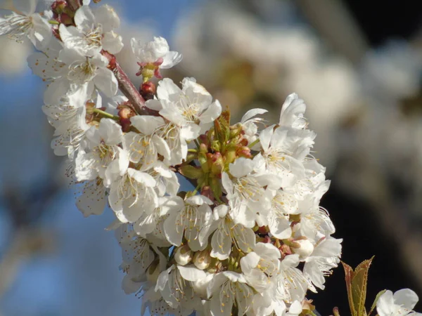 イタリアのジェノヴァ 2020年3月22日 イタリアの村の春の最初の日に桜の上に美しい色の花 — ストック写真