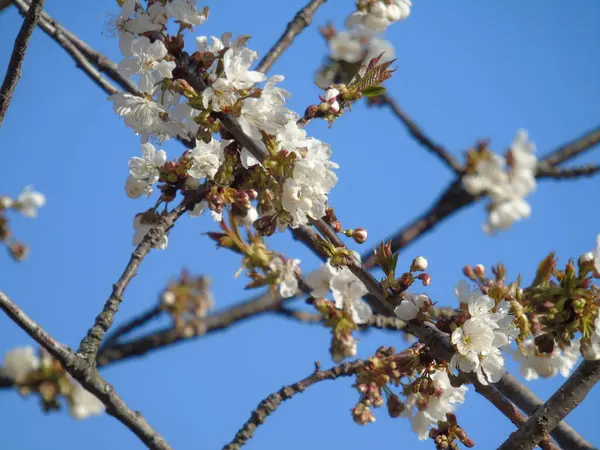 Genova Italy 2020 Beautiful Coloured Flowers Cherry Tree First Days — стоковое фото