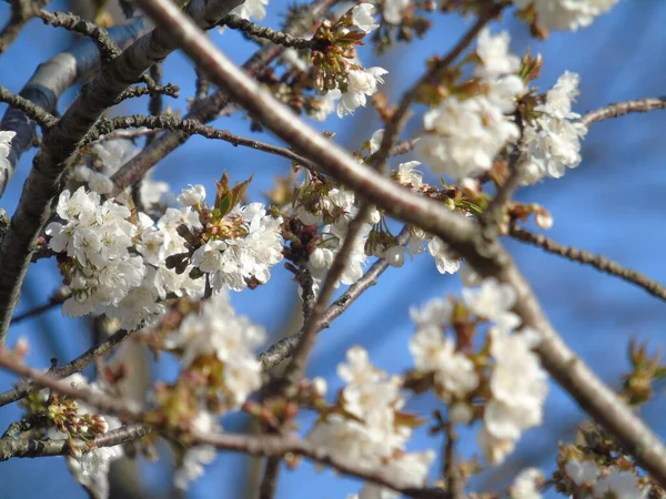 イタリアのジェノヴァ 2020年3月22日 イタリアの村の春の最初の日に桜の上に美しい色の花 — ストック写真