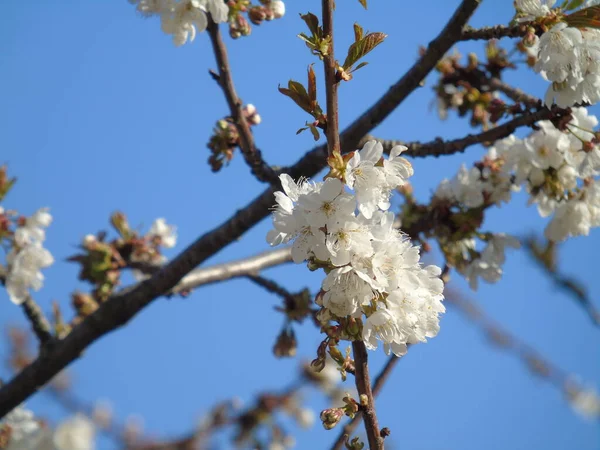 Genova Italy 2020 Beautiful Coloured Flowers Cherry Tree First Days — Stock Photo, Image