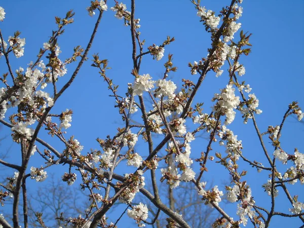 Genova Itália 2020 Lindas Flores Coloridas Sobre Cerejeira Nos Primeiros — Fotografia de Stock