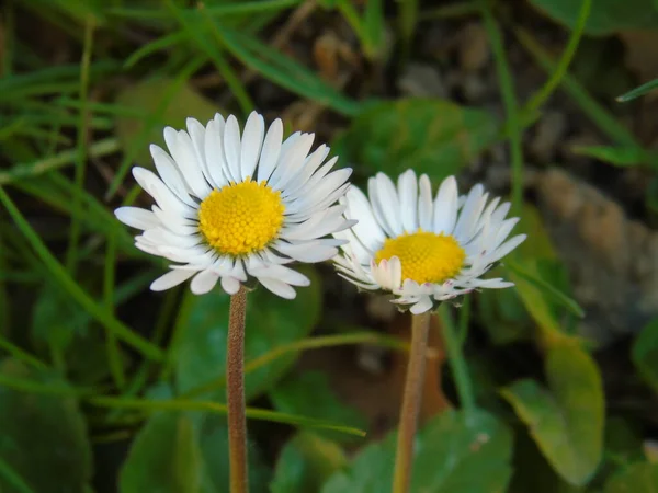 Genova Italië 2020 Mooie Gekleurde Bloemen Boven Kersenboom Eerste Dagen — Stockfoto