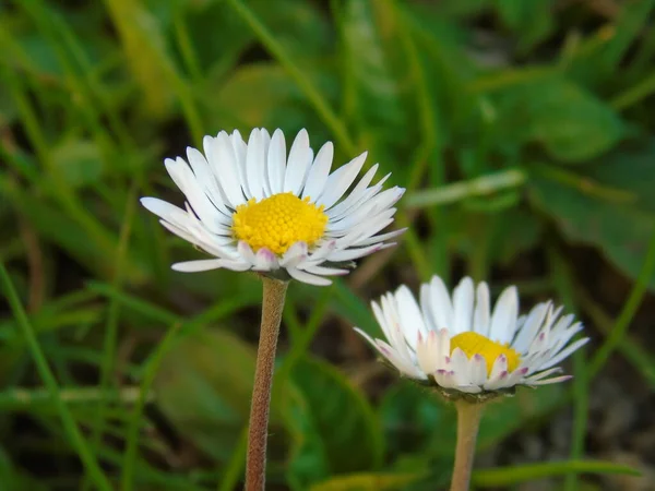 Genova Itália 2020 Lindas Flores Coloridas Sobre Cerejeira Nos Primeiros — Fotografia de Stock